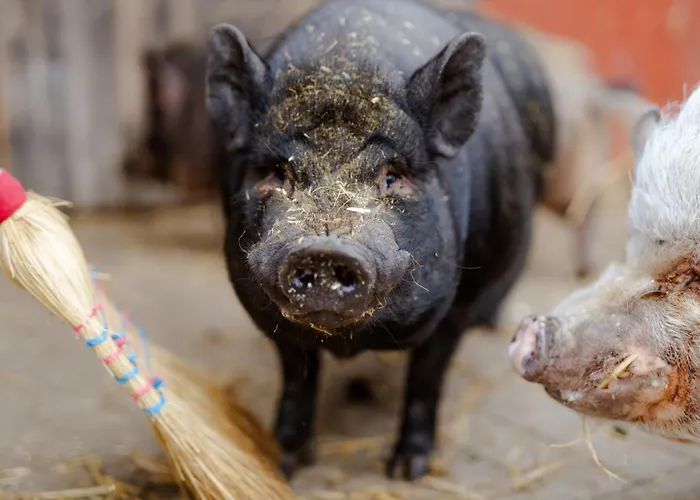 Achter De Hoef Whg 4 * Staberdorf