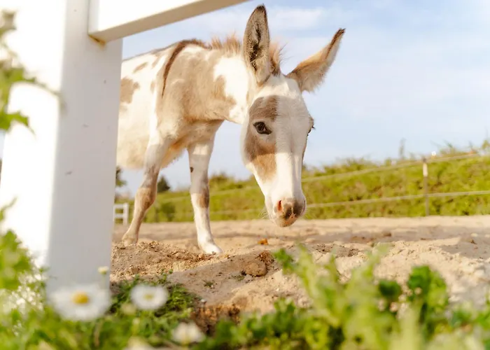 Apartamento Achter De Hoef Whg 4 *